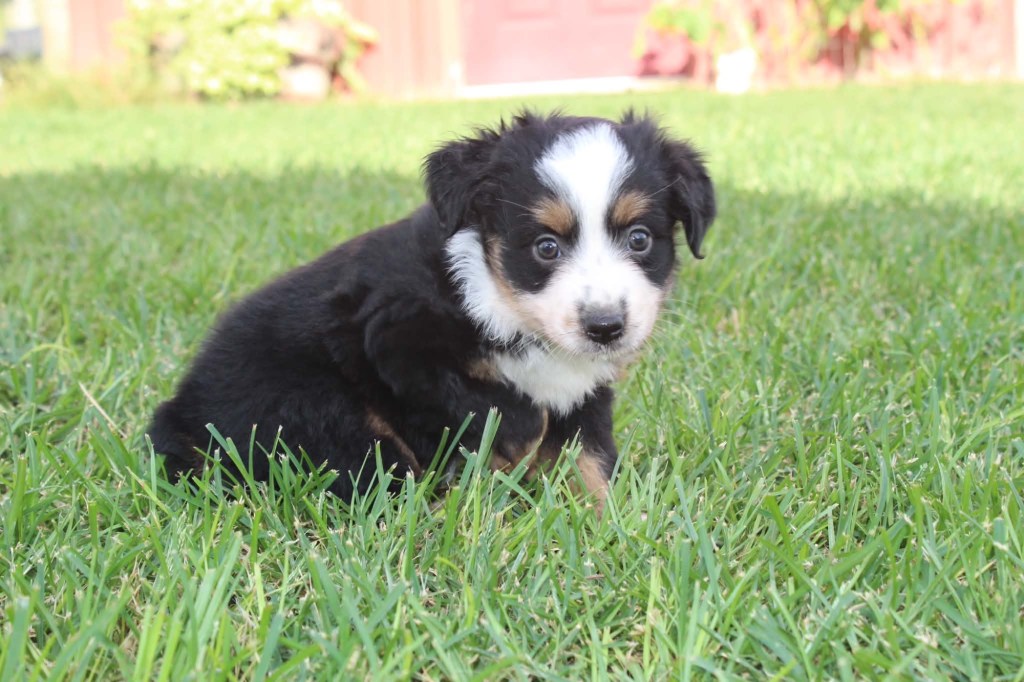 Stella