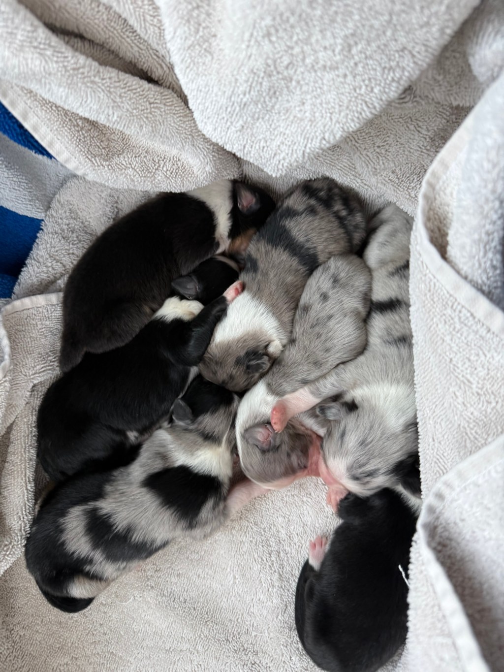Standard Litter