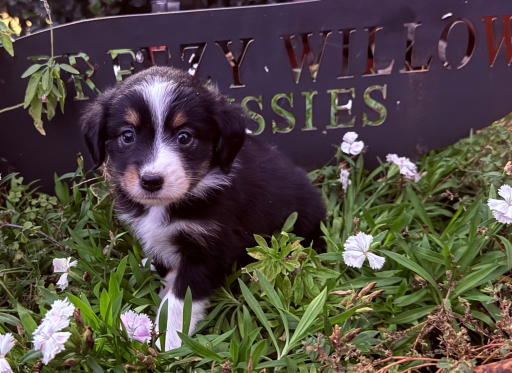 “Daisy”